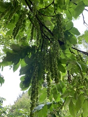 Pterocarya fraxinifolia