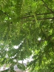 Pterocarya fraxinifolia