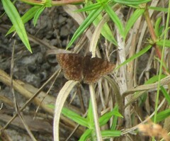 Pellicia dimidiata