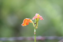 Epidendrum radicans