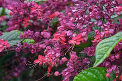 Clerodendrum umbellatum