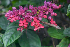 Clerodendrum umbellatum