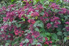 Clerodendrum umbellatum
