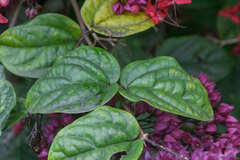 Clerodendrum umbellatum
