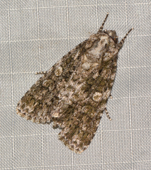 Acronicta afflicta