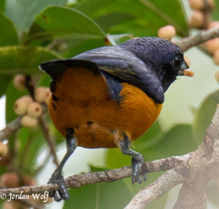 Euphonia rufiventris