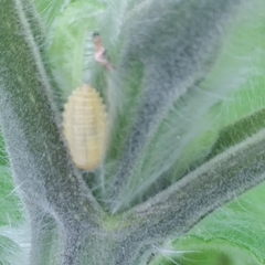 Epilachna varivestis