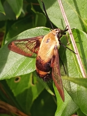 Hemaris diffinis