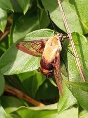 Hemaris diffinis