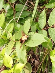 Hemaris diffinis