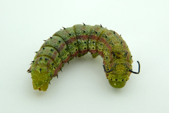 Anisota virginiensis