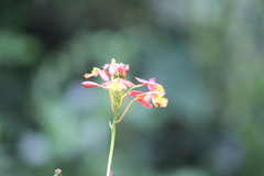 Epidendrum radicans