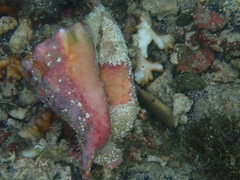 Lobatus peruvianus