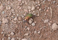 Carabus truncaticollis