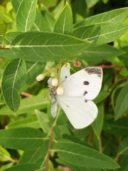 Pieris rapae