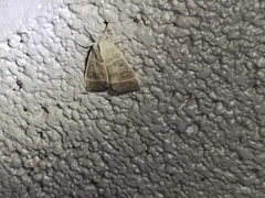 Ipimorpha pleonectusa