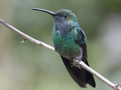 Chalybura buffonii