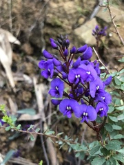 Hardenbergia violacea