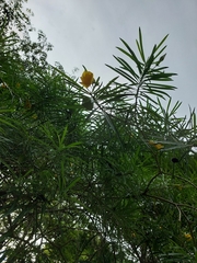 Cascabela thevetioides