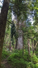 Cupressus nootkatensis