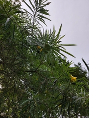 Cascabela thevetioides