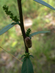 Exenterus amictorius