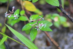 Cuphea racemosa