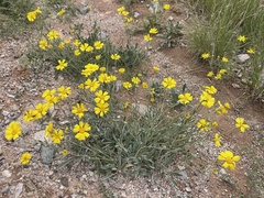 Tetraneuris argentea