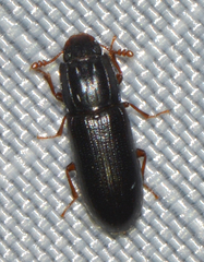 Aulonium parallelopipedum