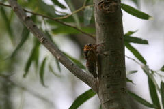 Megatibicen pronotalis