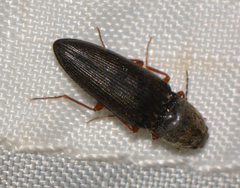 Cardiophorus convexus