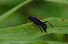 Exetastes fornicator nervulus