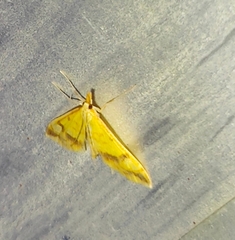 Choristostigma plumbosignalis