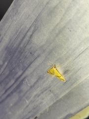 Choristostigma plumbosignalis