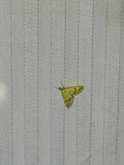 Choristostigma plumbosignalis