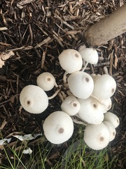 Leucocoprinus cepistipes