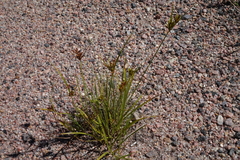 Cyperus schweinitzii