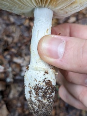 Amanita limbatula