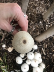 Leucocoprinus cepistipes
