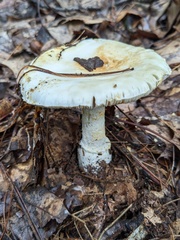 Amanita limbatula