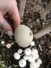 Leucocoprinus cepistipes