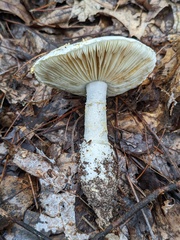 Amanita limbatula