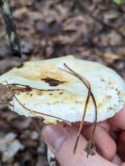 Amanita limbatula
