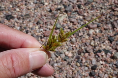 Cyperus schweinitzii
