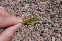 Cyperus schweinitzii
