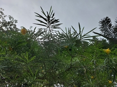 Cascabela thevetioides