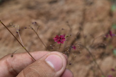 Boerhavia gracillima