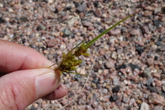 Cyperus schweinitzii