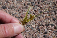 Cyperus schweinitzii