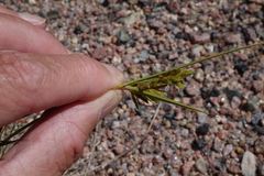 Cyperus schweinitzii